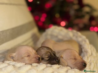 Dachshund dogs Stunning litter-cream miniature dachshund puppies - Advert 1