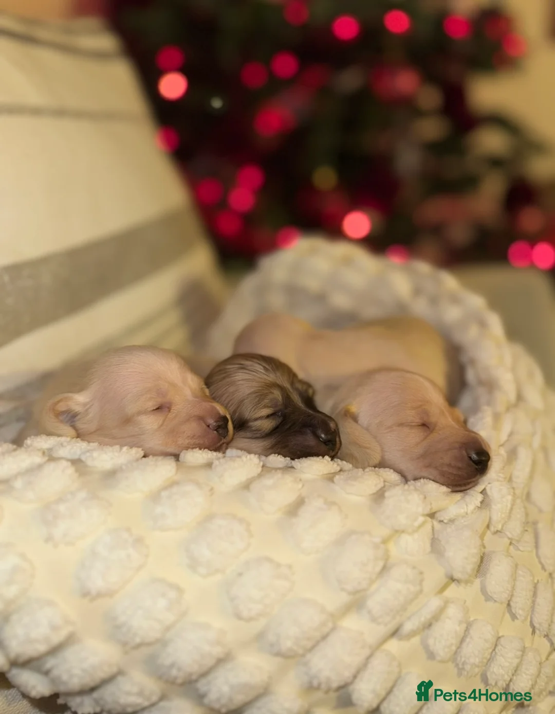 Miniature Dachshund dogs for sale: Cream miniature dachshunds-Petal’s Perfect Puppies - Advert 10