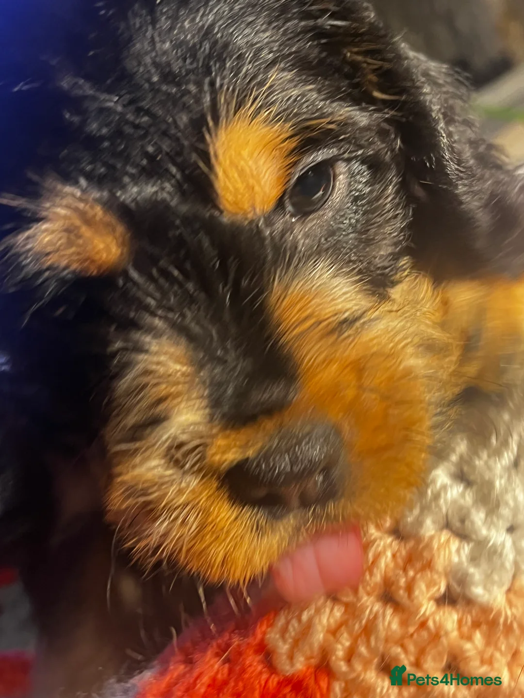 Mixed Breed dogs for sale: F2 cockapoo cross Spaniel cross  - Advert 2