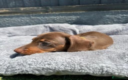 Miniature Dachshund dogs for sale: Kc mini dachshunds  - Image 14