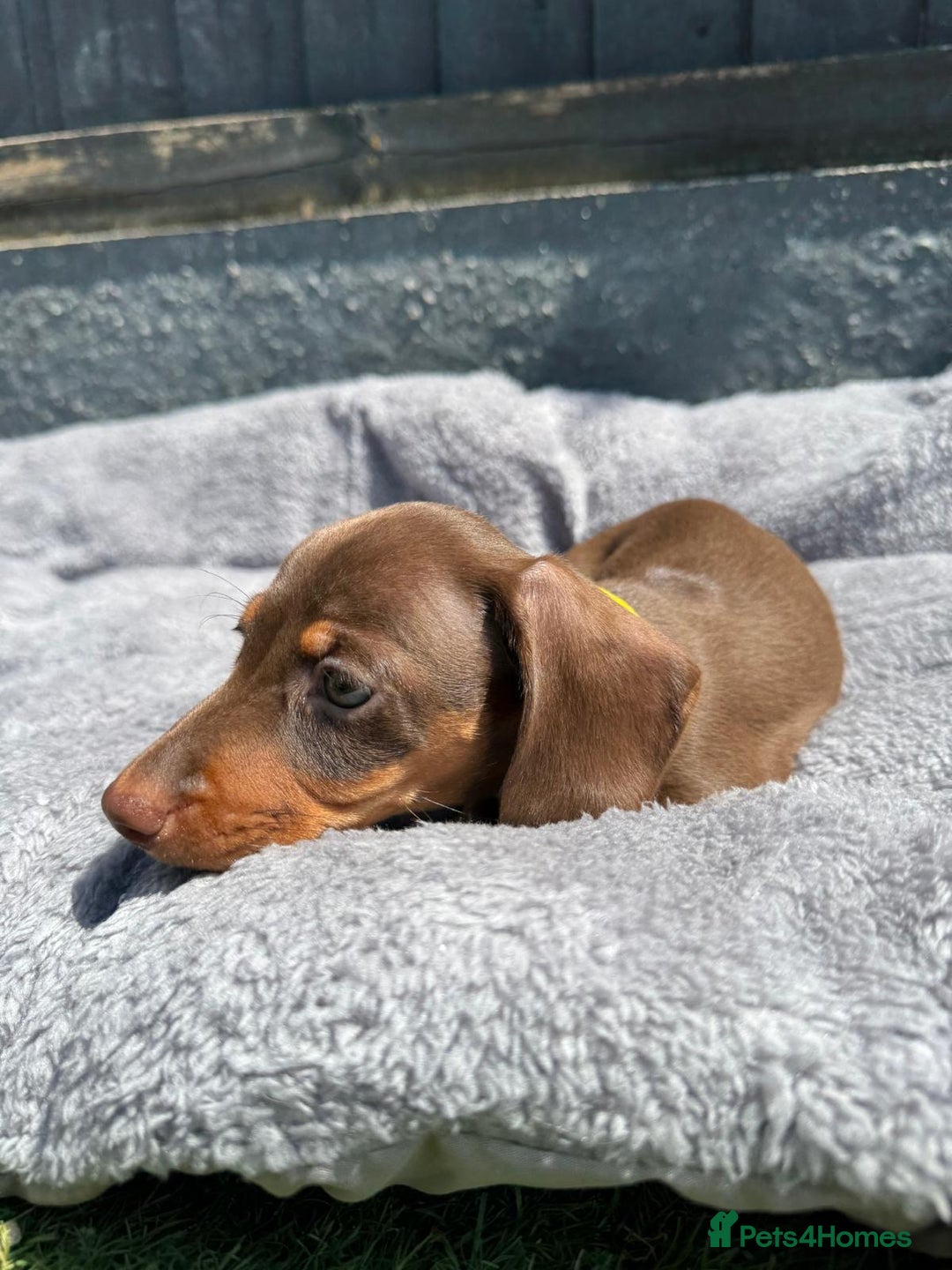 Miniature Dachshund dogs for sale: Kc mini dachshunds  - Image 14