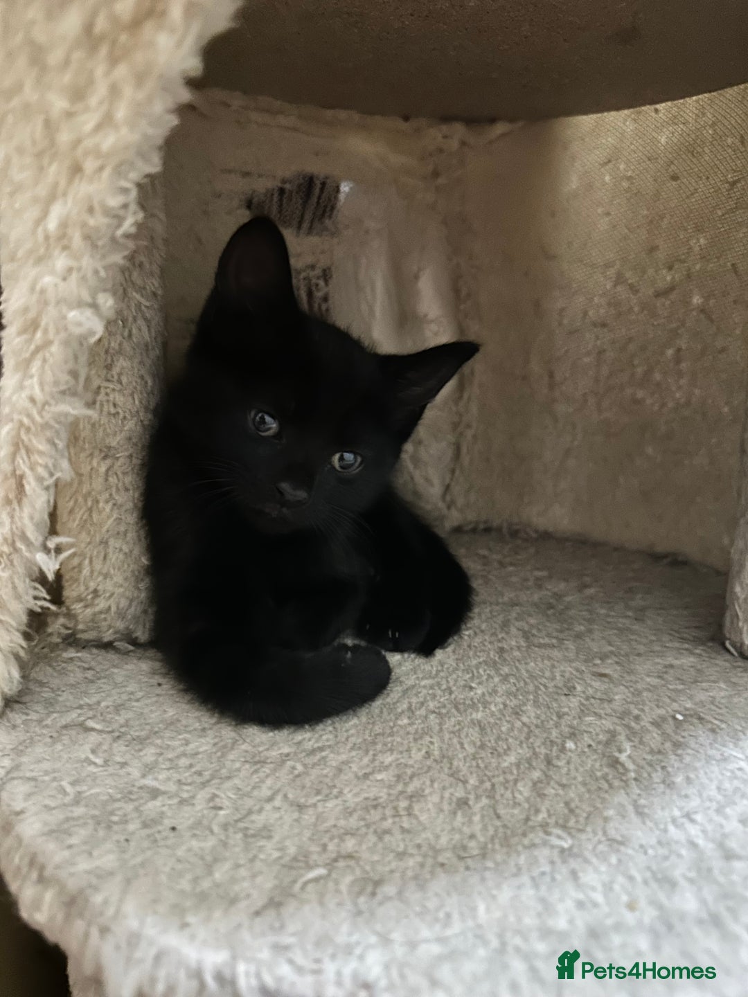 British Shorthair cats for sale: 💕✨ 4 Kittens ready for a new home 💕✨ kitten - Image 15