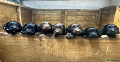 Cocker Spaniel dogs - Advert 8