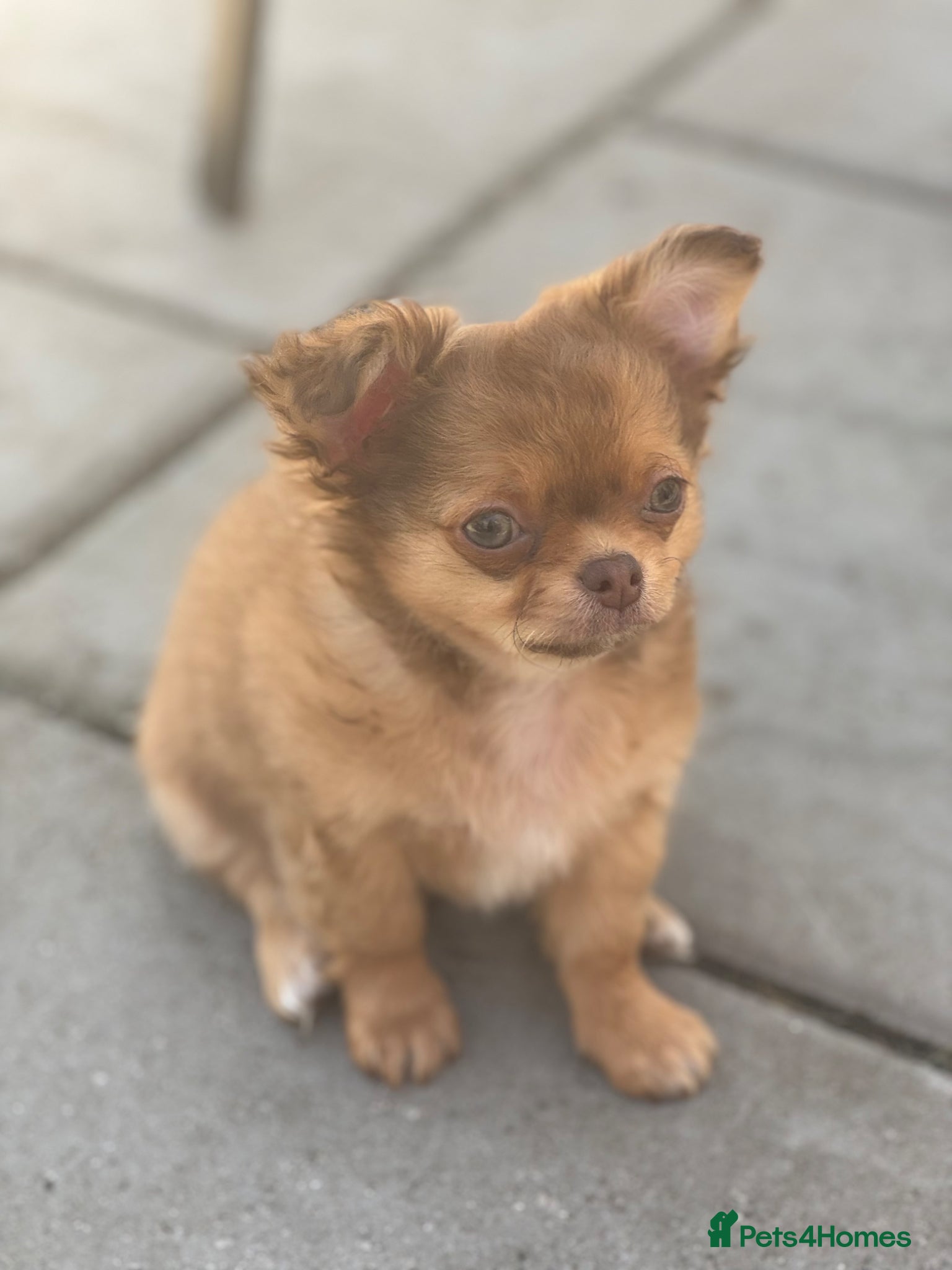 Chihuahua dogs Last stunning KC male available 😍  - Advert 2