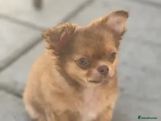 Chihuahua dogs Last stunning KC male available 😍 - Advert 2