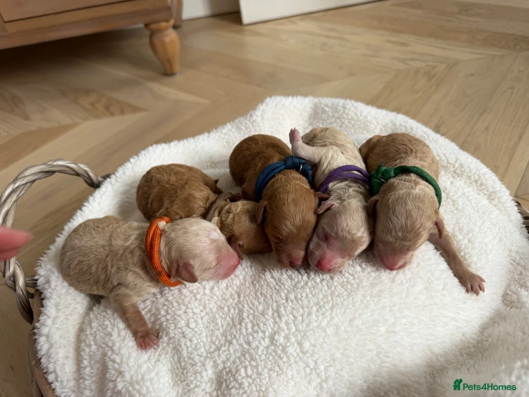 Miniature Poodle dogs for sale: KC registered miniature poodles - Advert 1