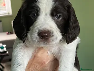 English Springer Spaniel dogs English Springer Spaniel Puppies - Advert 1