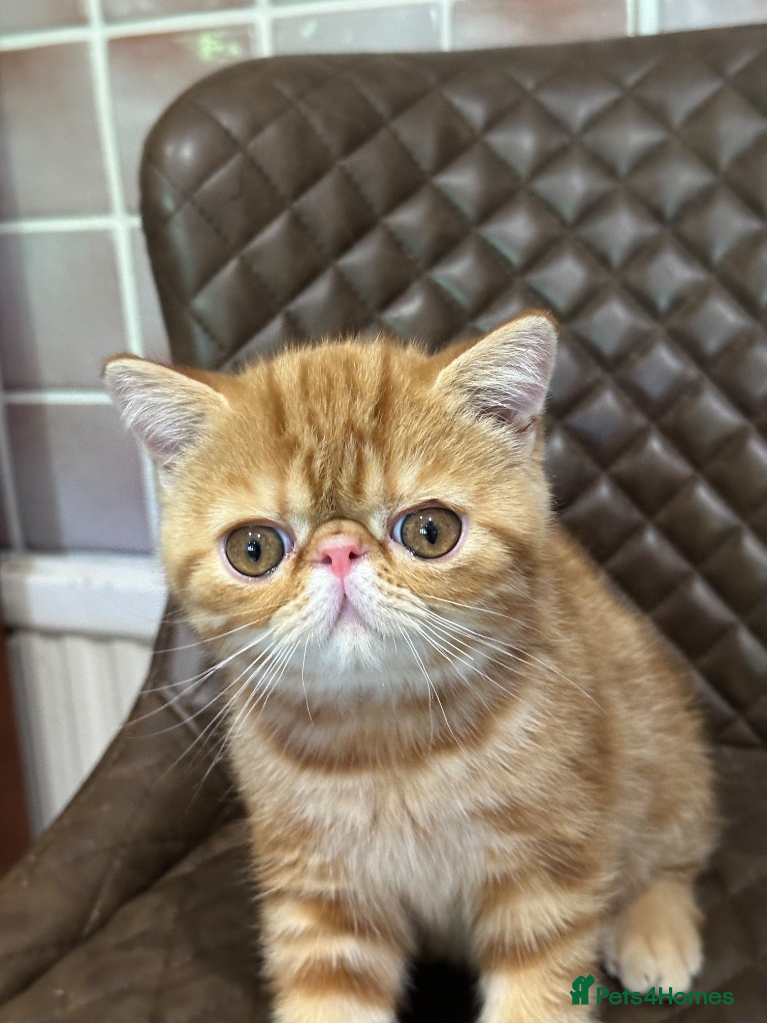 Exotic cats Hello I’m Humffrey I’m an exotic shorthair  - Advert 13