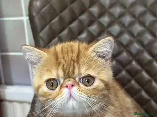 Exotic cats Hello I’m Humffrey I’m an exotic shorthair - Advert 11