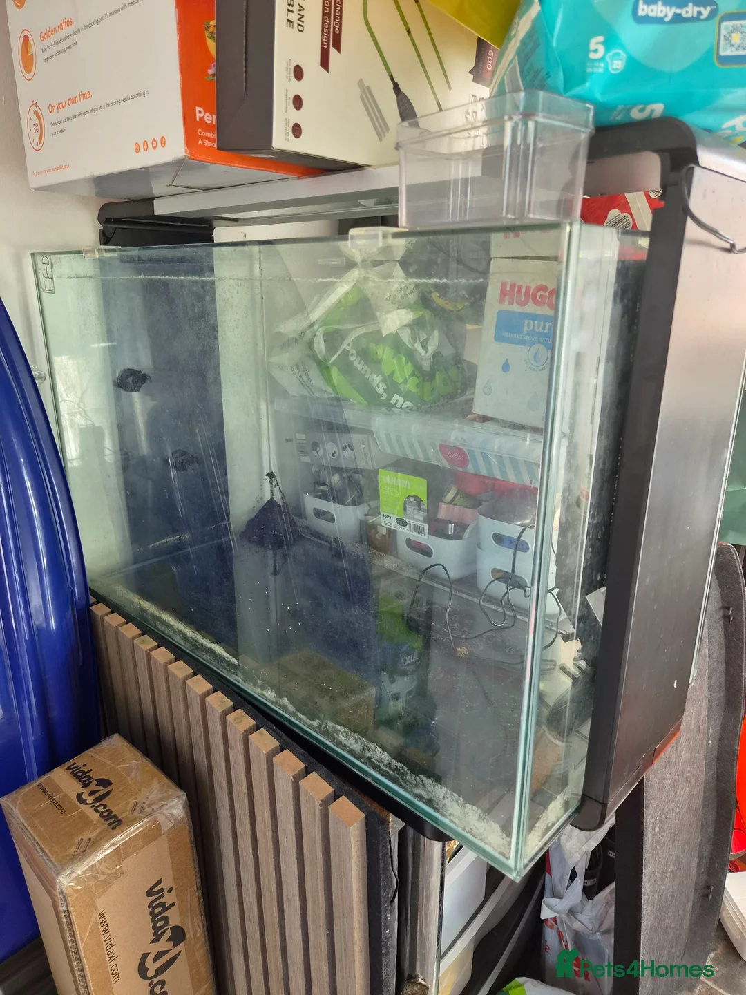 Mollies fish for sale: Mollies and Platties with SuperFish Home 100 in Dudley - Advert 1