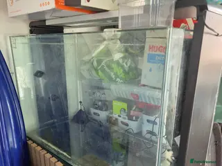 Mollies fish Mollies and Platties with SuperFish Home 100 - Advert 4