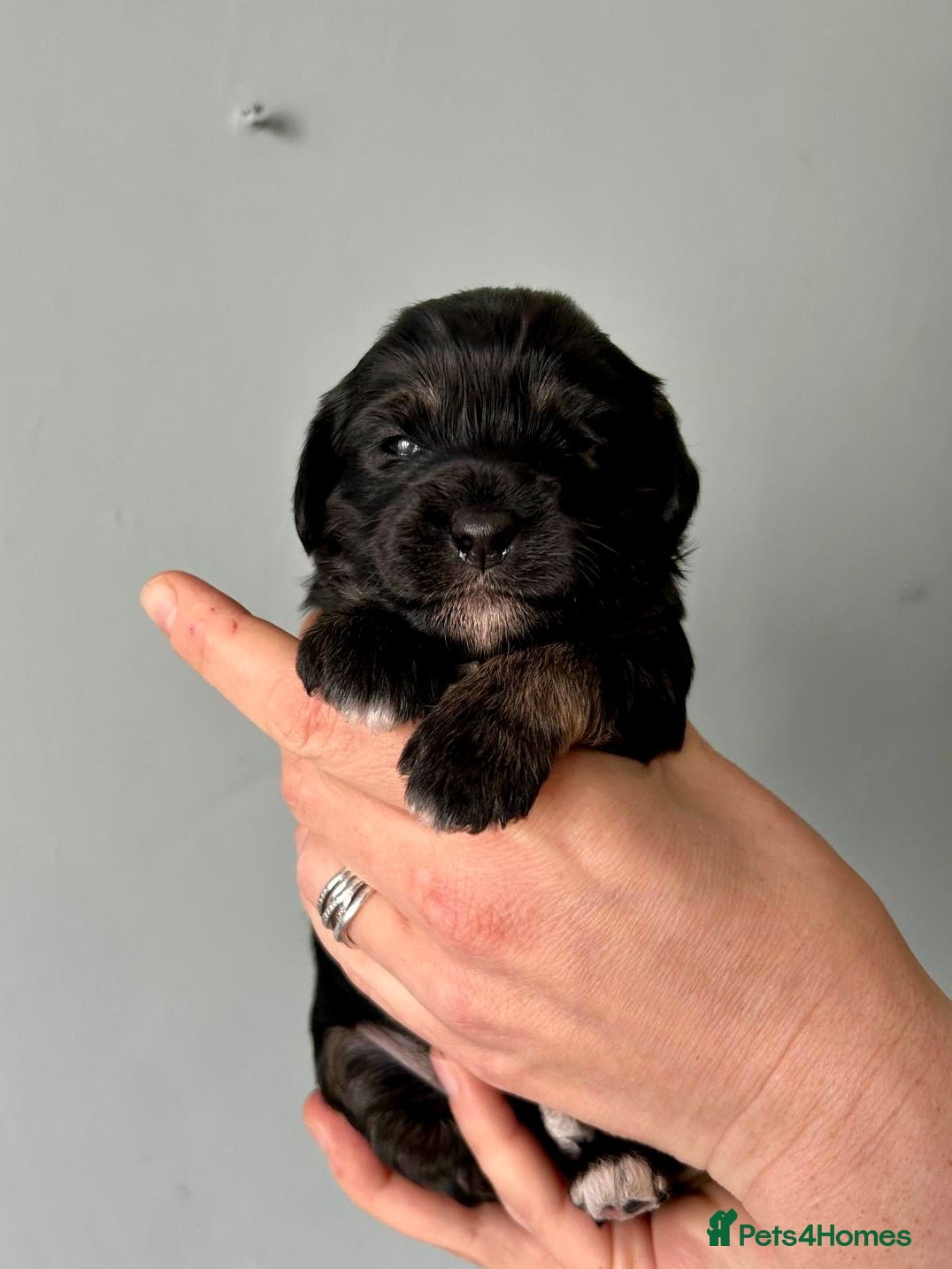 Cavapoo dogs Cavapoo puppies  - Advert 13