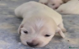 Miniature Dachshund dogs for stud: KC REG ONE OF A KIND ee/ii CREAM MINI DACHSHUND in Hinckley - Image 27