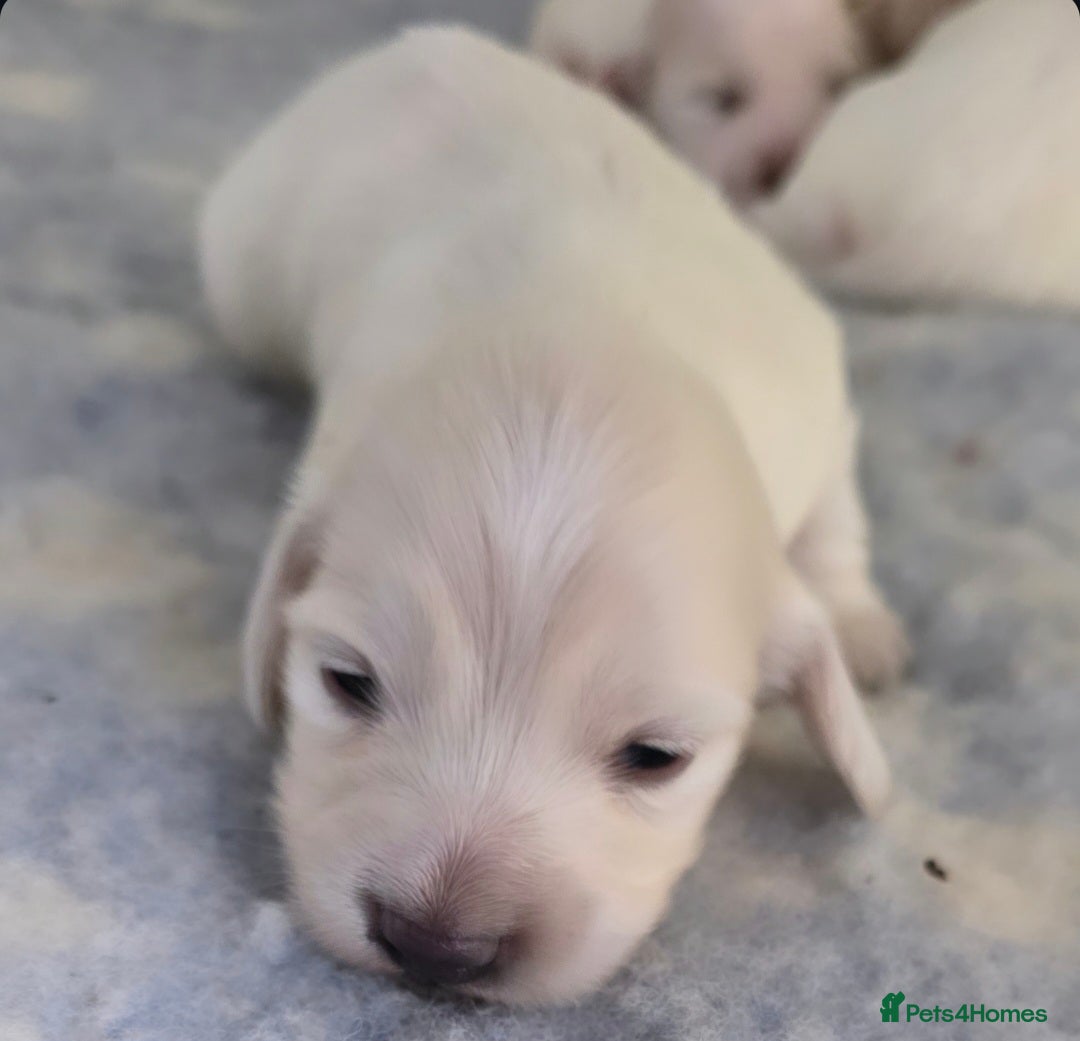 Miniature Dachshund dogs for stud: KC REG ONE OF A KIND ee/ii CREAM MINI DACHSHUND in Hinckley - Image 27