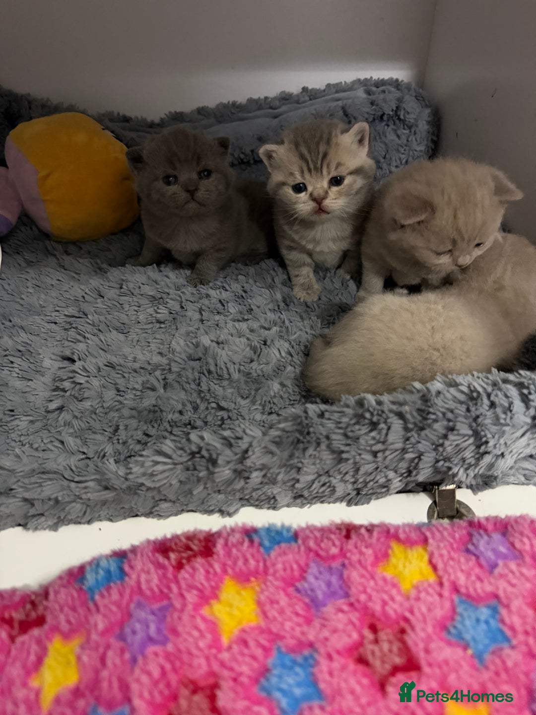 British Shorthair cats for sale: British short hair kittens  - Advert 11