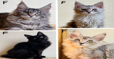 Maine Coon cats - Advert 4