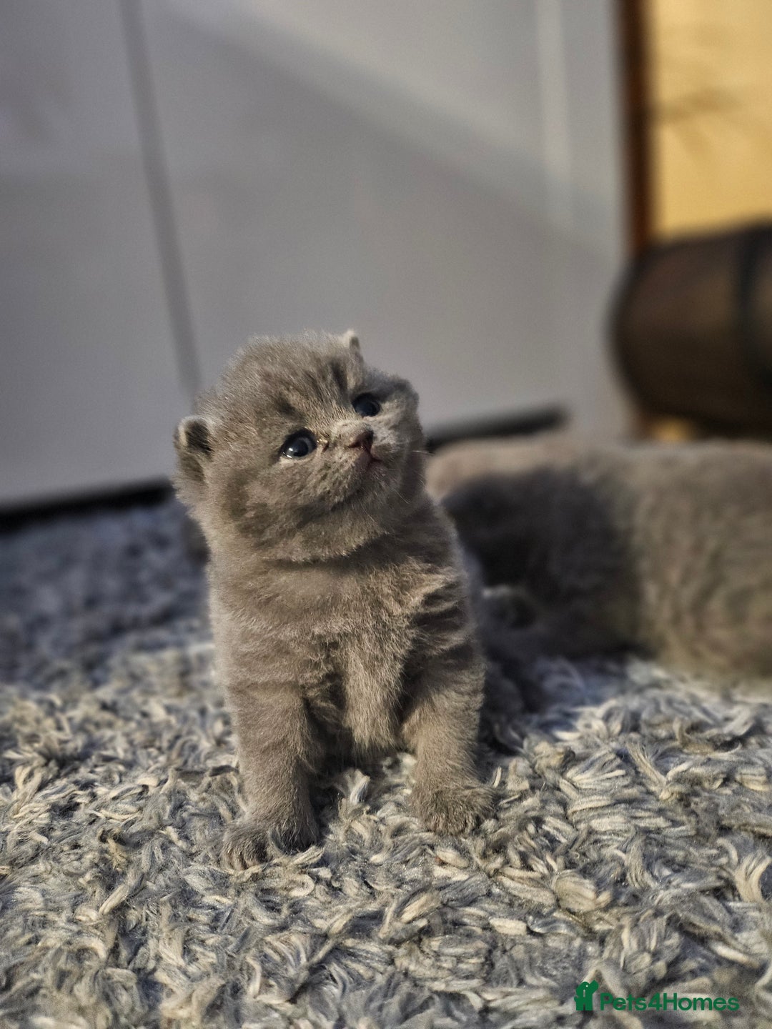 British Shorthair cats for sale: Beautiful British blue kittens  - Image 6