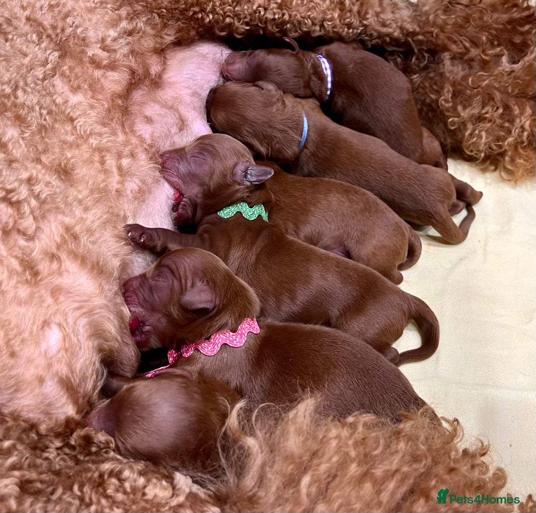 Cockapoo dogs for sale: 🌟Red F1BB Hypoallergenic DNA CLEAR Mini Cockapoos - Advert 3