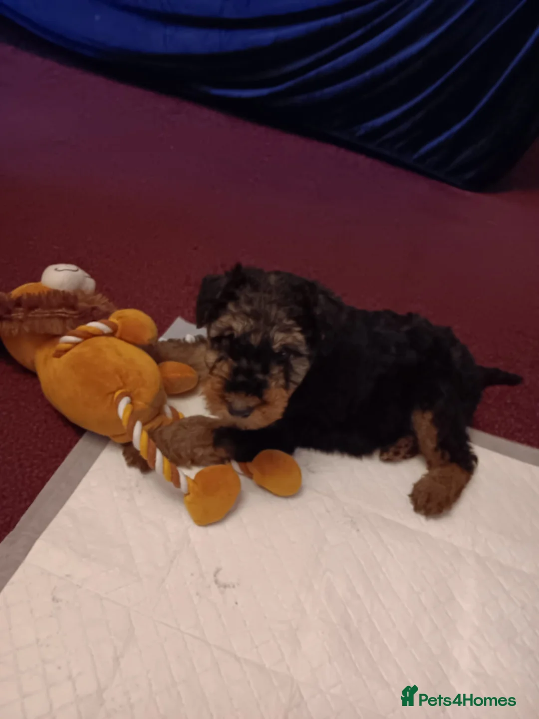 Airedale Terrier dogs for sale: Stunning Airedale puppies - Advert 6
