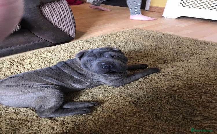 Shar Pei dogs - Advert 1
