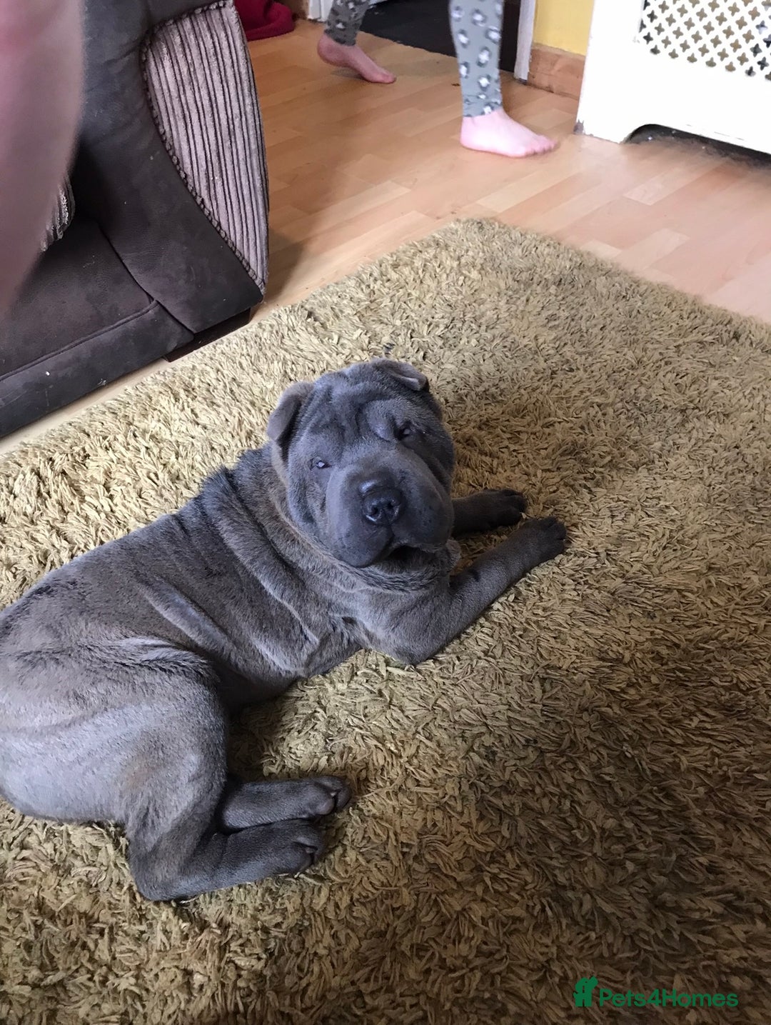 Shar Pei dogs for sale: Female blue shar pei 18 months old KC registered  - Image 1