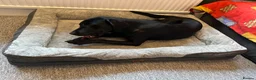 Labrador Retriever dogs for sale: Black Labrador Retriever Male in Nottingham - Advert 10