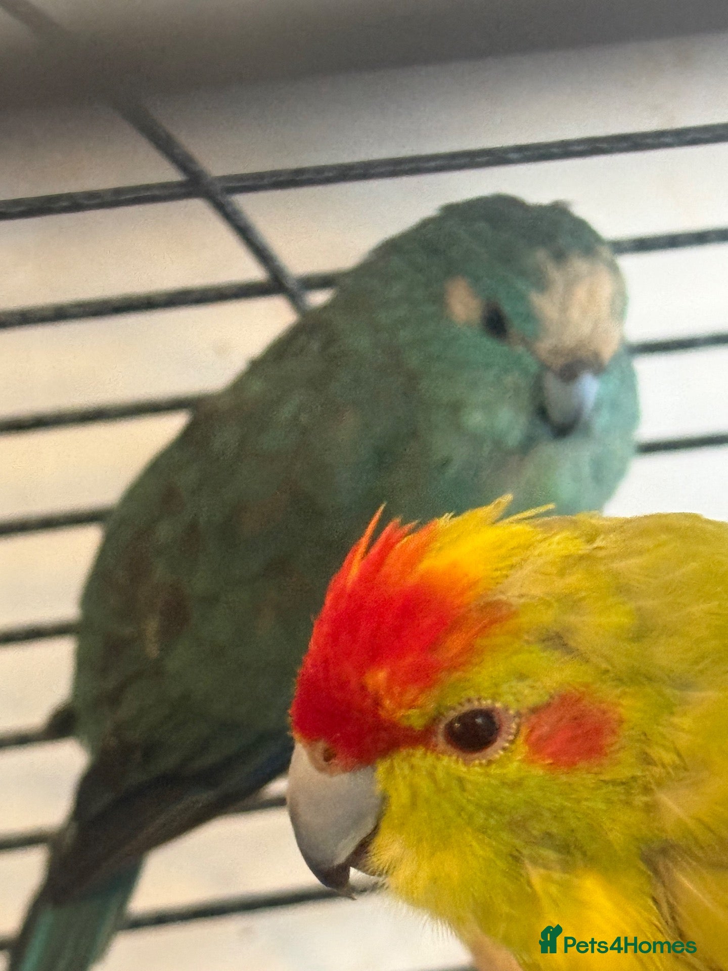 Budgerigars birds 4 Kakarikis (3 babies 1 adult) - Advert 20