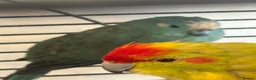 Budgerigars birds for sale: Kakarikis tame baby’s and Adults - Advert 6