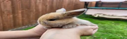 Mini Lop rabbits for sale: Beautiful mini lops - Advert 31