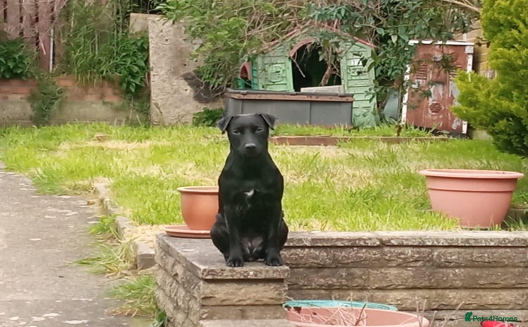 Patterjack dogs - Advert 1
