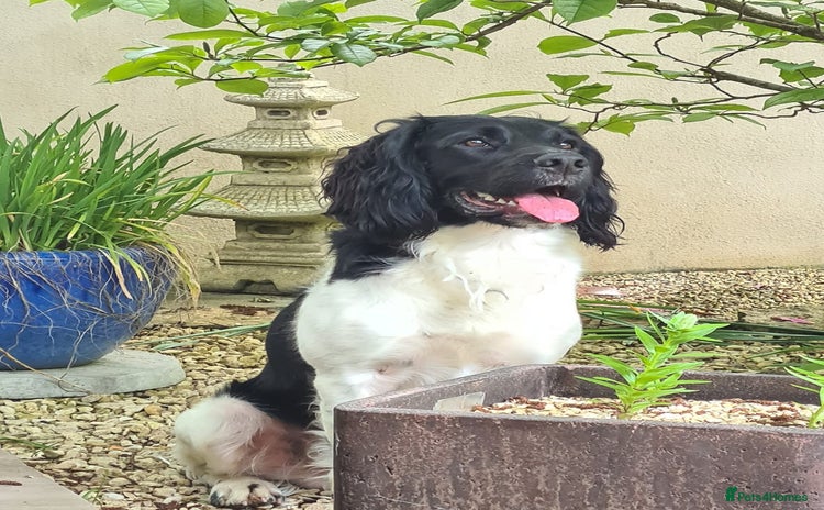 English Springer Spaniel dogs - Advert 2