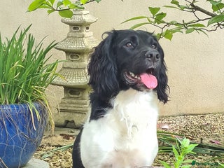 English Springer Spaniel dogs - Advert 2