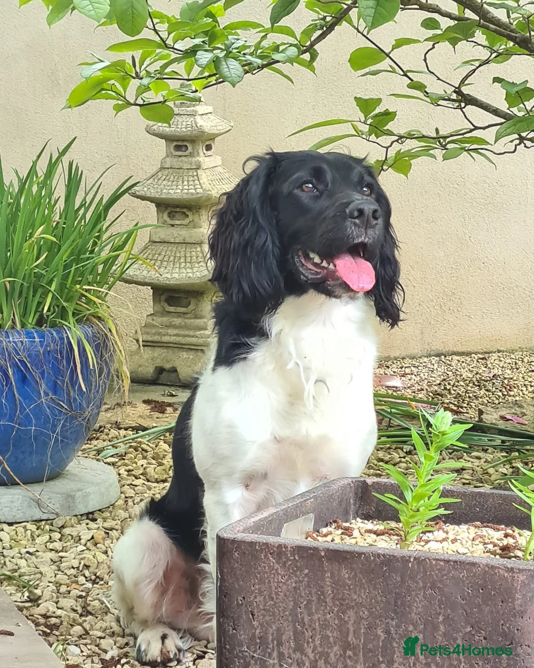 English Springer Spaniel dogs for stud: Lord Shiya at Stud - Advert 3