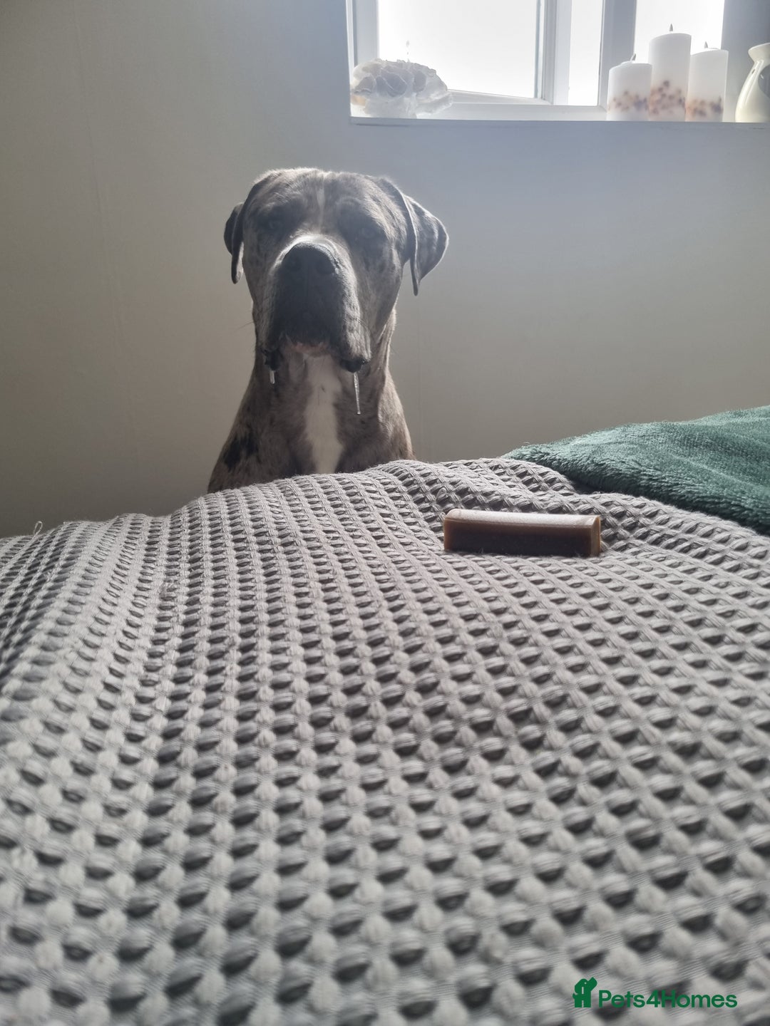 Mixed Breed dogs for sale: 14 month merle mastiff  - Advert 18