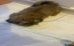 Shih Tzu dogs for sale: Shih Tzu puppy’s  - Image 7
