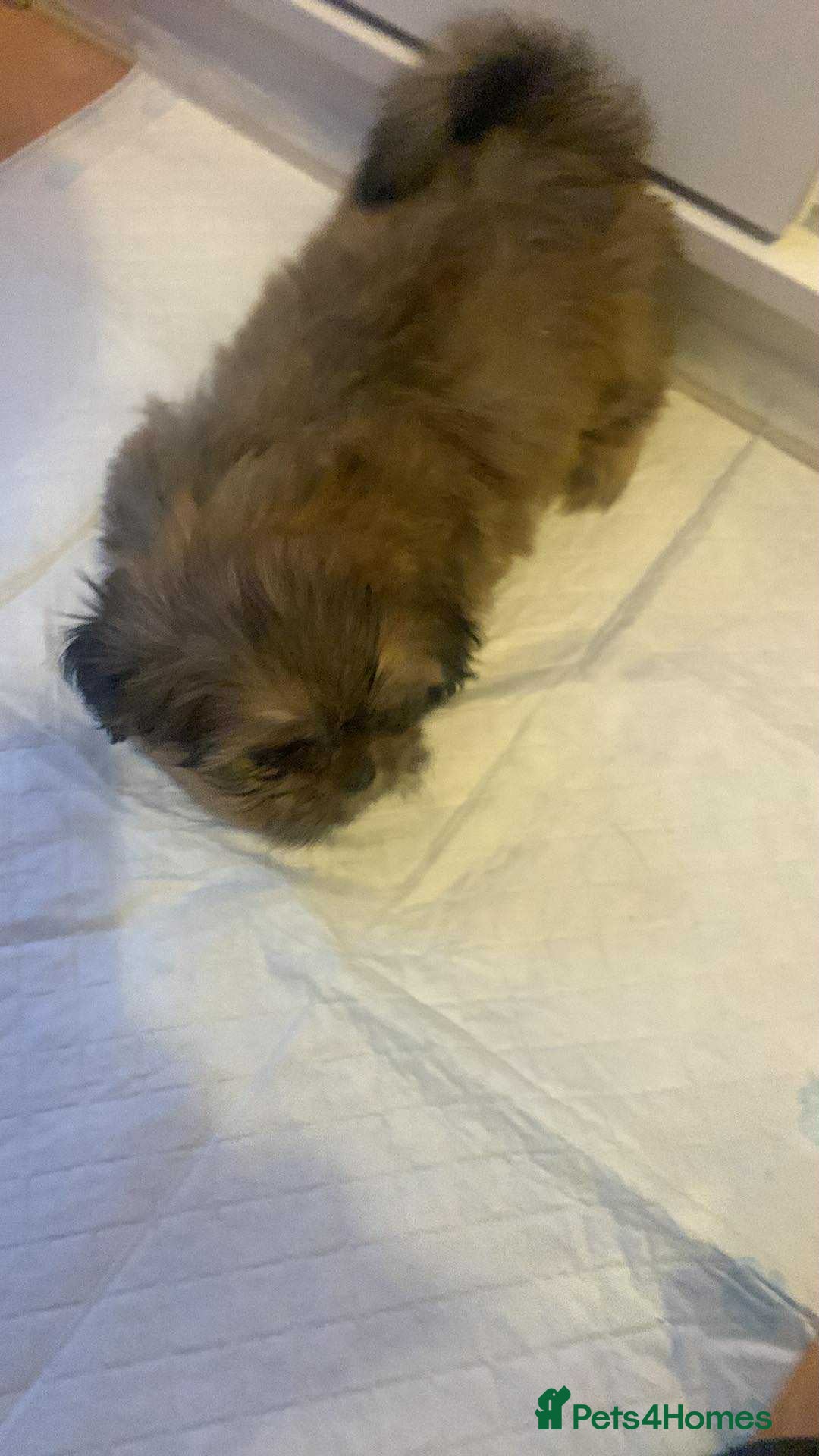 Shih Tzu dogs for sale: Shih Tzu puppy’s  - Image 7
