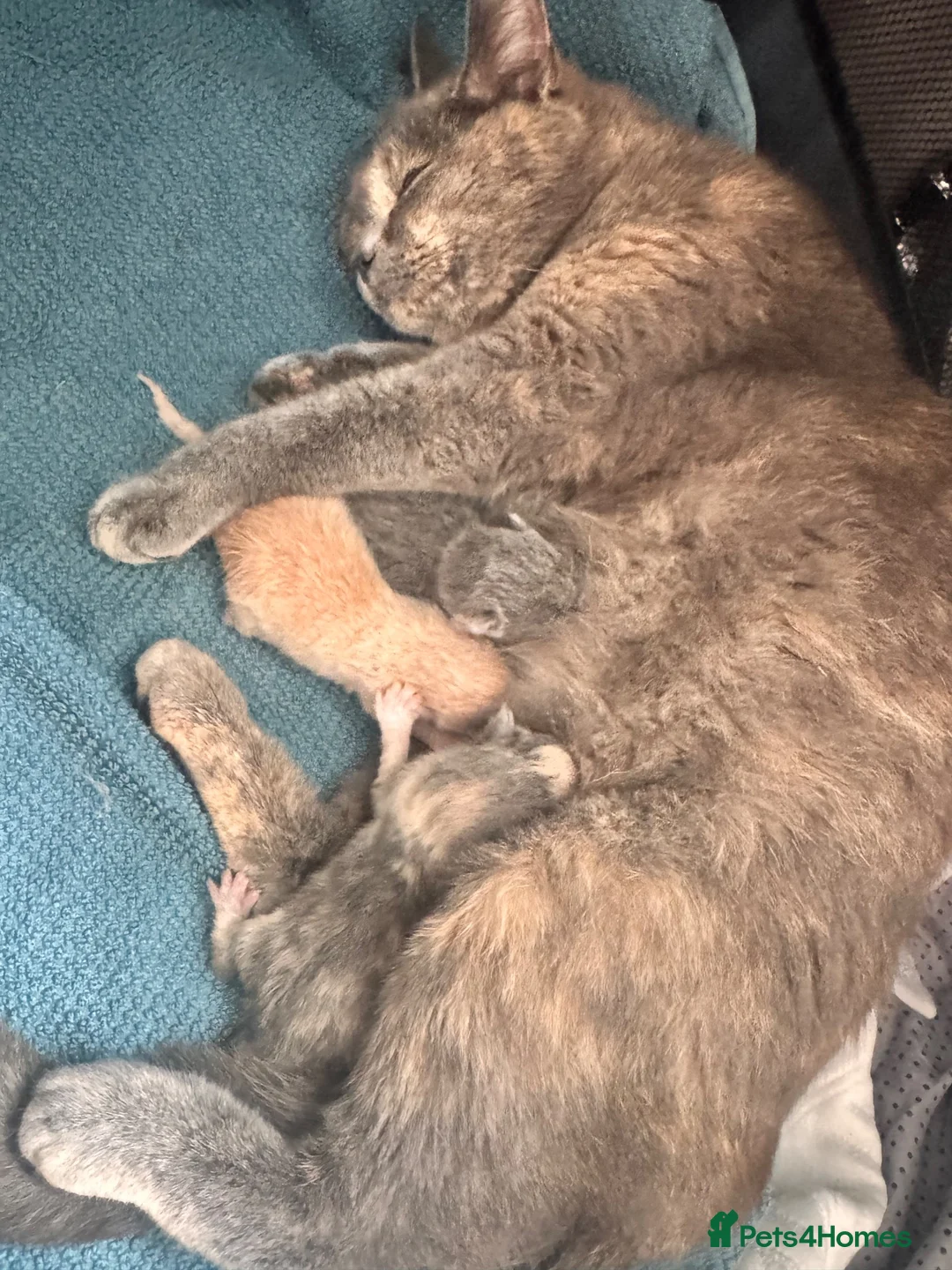 British Shorthair cats for sale: Beautiful biscoff kitty  in Wigan - Advert 6
