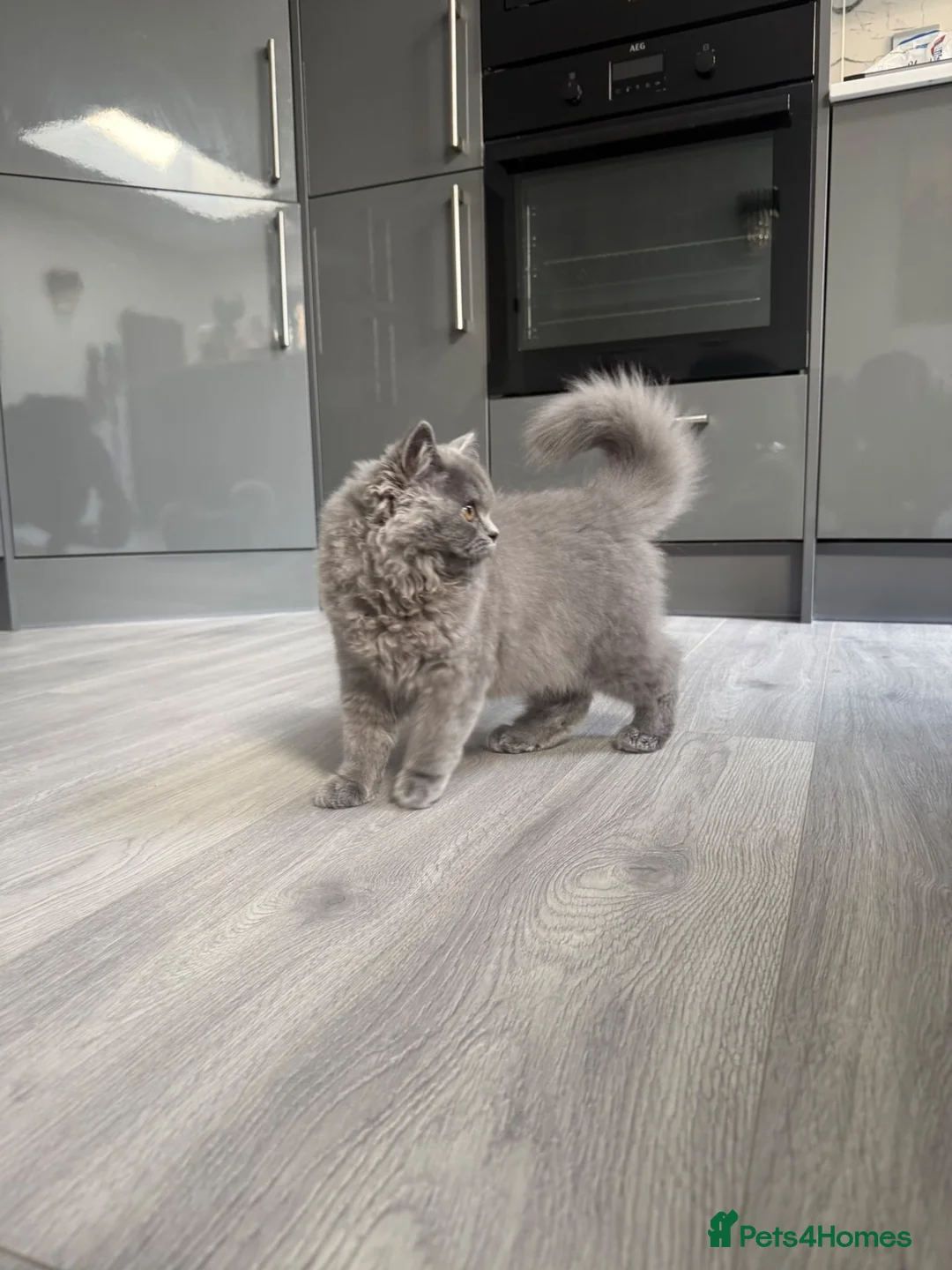 British Longhair cats for sale: British Longhair in Waltham Cross - Advert 2
