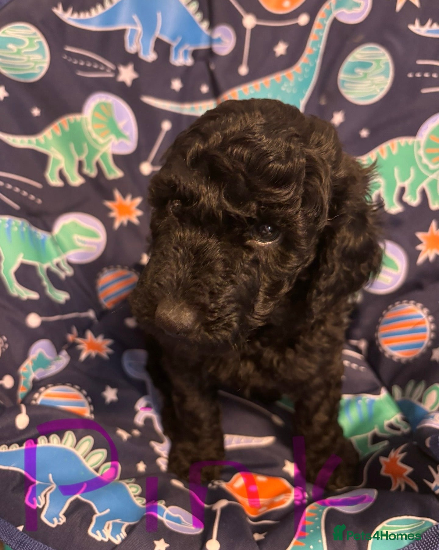 Miniature Poodle dogs Miniature poodles looking for forever home - Advert 6