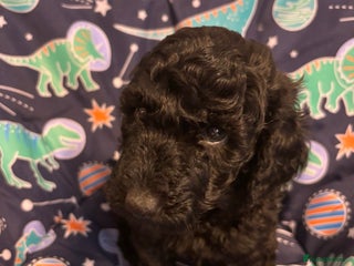 Miniature Poodle dogs Miniature poodles looking for forever home - Advert 6