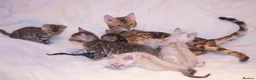 Bengal cats for sale: TICA Registered Brown & Snow Lynx Bengal Kittens - Advert 3