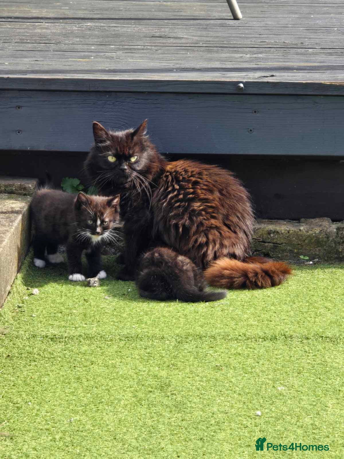 Mixed Breed cats Kittens - Advert 1