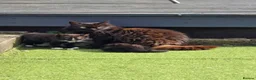 Mixed Breed cats for sale: Kittens in Sittingbourne - Advert 1