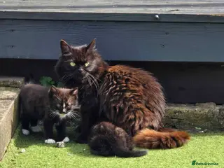 Mixed Breed cats Kittens - Advert 1