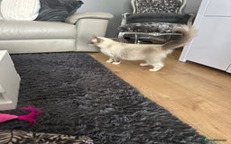 Ragdoll cats for sale: Female Ragdoll for sale  - Image 5