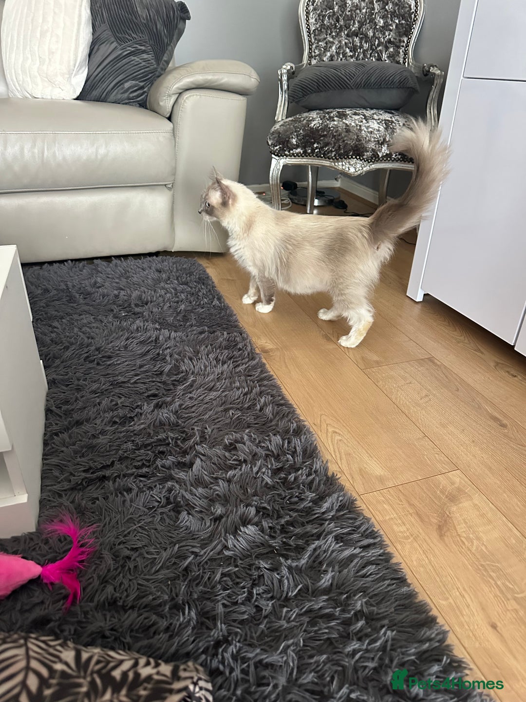 Ragdoll cats for sale: Female Ragdoll for sale  - Image 5