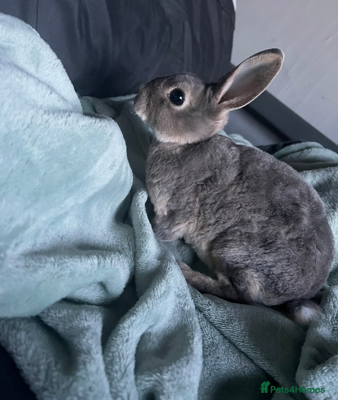 Rex rabbits blue mini rex  - Advert 1