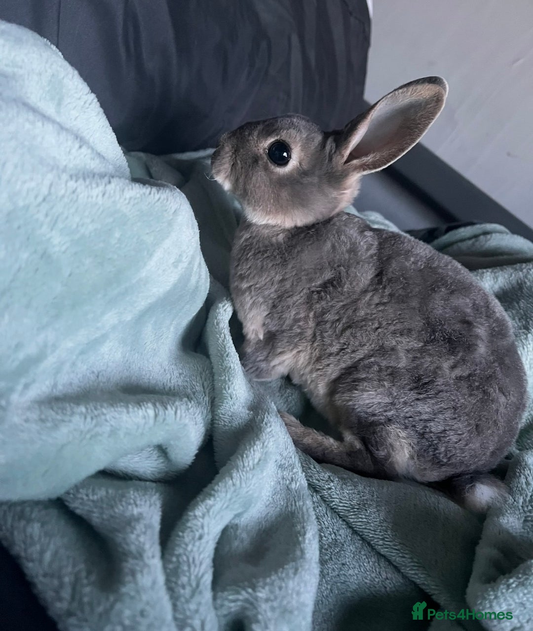 Rex rabbits for sale: blue mini rex  - Advert 1