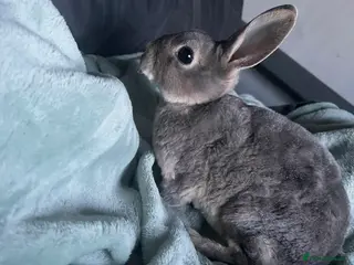 Rex rabbits blue mini rex - Advert 18