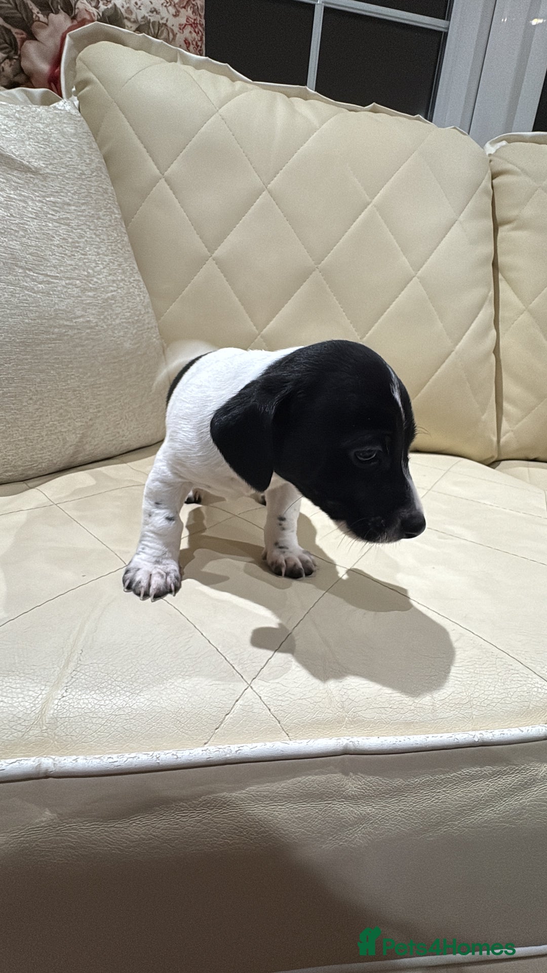 Jack Russell dogs for sale: Jack Russell - Advert 19